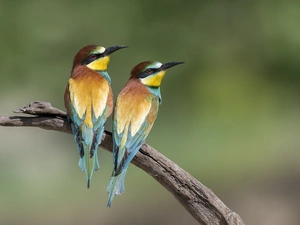birds, Bee-eaters, branch, Two