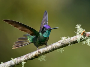 wings, branch, humming-bird, spread, Bird