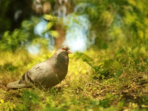 pigeon, grass, Plants, Bird