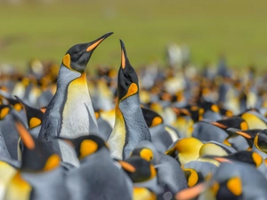 herd, King Penguins, birds