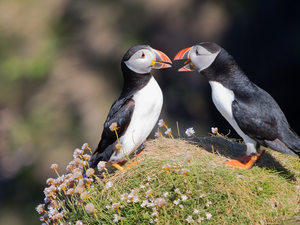 Puffins, Two cars, birds