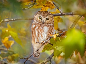 branch pics, Leaf, Boreal Owl, trees, owl
