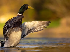 Mallard Duck, spread, wings, water
