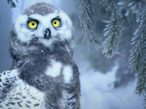 Snowy Owl, Bird, Eyes, twig, Yellow, young