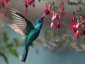 Bird, Flowers, fuchsia, humming-bird