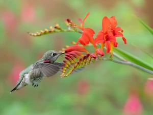 Bird, humming-bird, Flowers, Crocosmia, Red