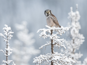 sapling, snow, Northern hawk-owl, Snowy, Bird