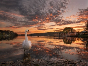 Swans, Houses, Great Sunsets, lake