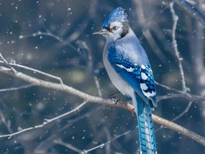 flakes, snow, Blue jay, branch pics, Bird