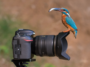 kingfisher, Fish, Nikon, Bird, Camera