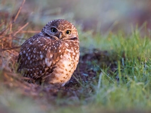Bird, Little Owl, grass, owl