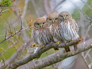Three, Little Owl, branch, Owls