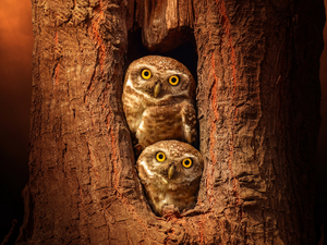 trees, hollow, Owls, Little Owl, Two