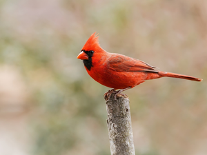 Red, Northern Cardinal, twig, Bird