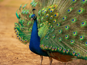 Bird, Outstretched, tail, peacock