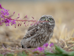 Pink, owl, fuzzy, background, Colourfull Flowers, Little Owl