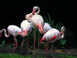 Flamingos, Plants
