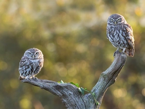 viewes, Lod on the beach, Owls, trees, dry, Two, Little Owl