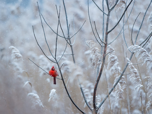 Bird, Twigs, White frost, Northern Cardinal