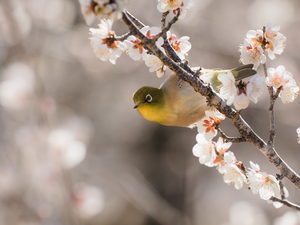 flowery, Bird, Japanese White-eye, twig