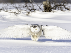 snow, Snowy Owl, winter