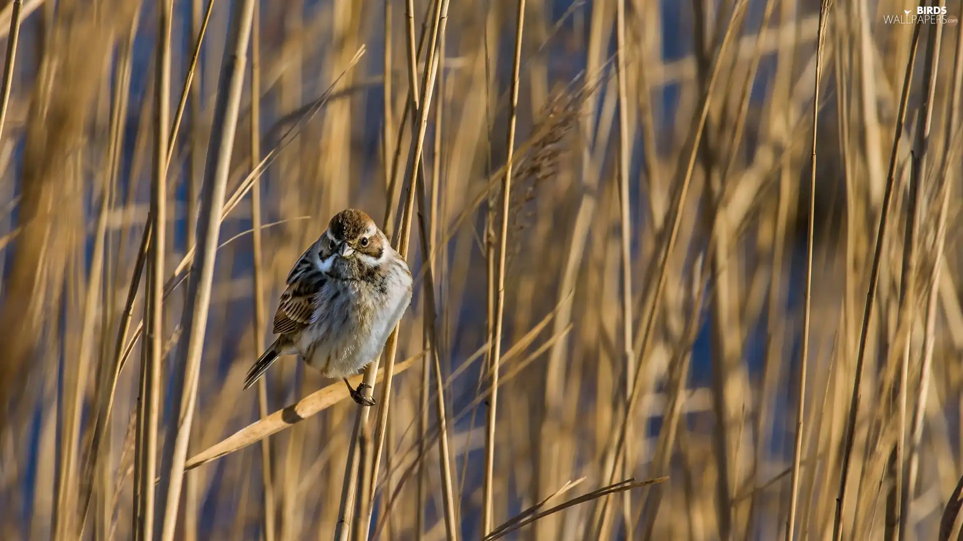 cane, Bird, sparrow