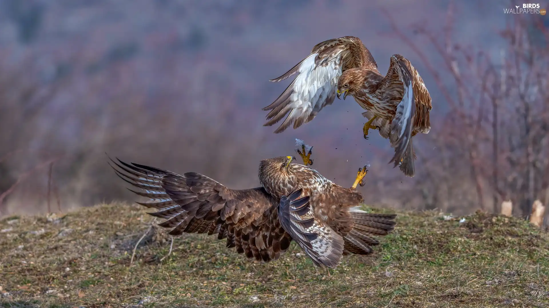 Two cars, Golden Eagles, Fight, birds