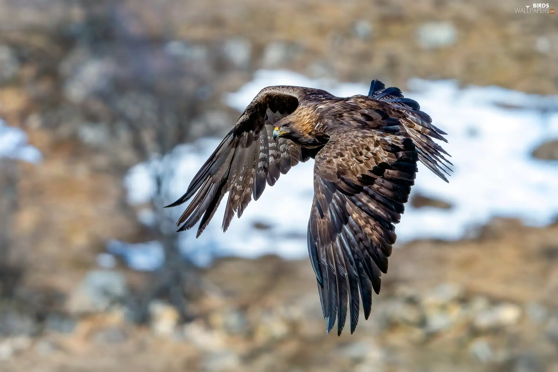 flight, Bird, Eagle Front