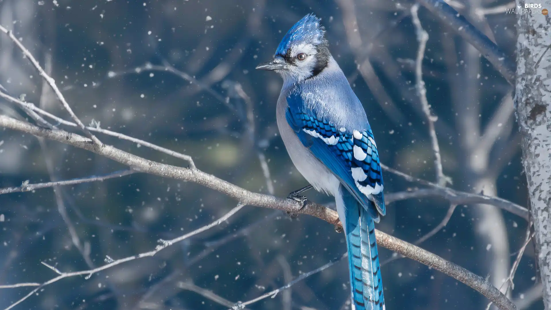 flakes, snow, Blue jay, branch pics, Bird