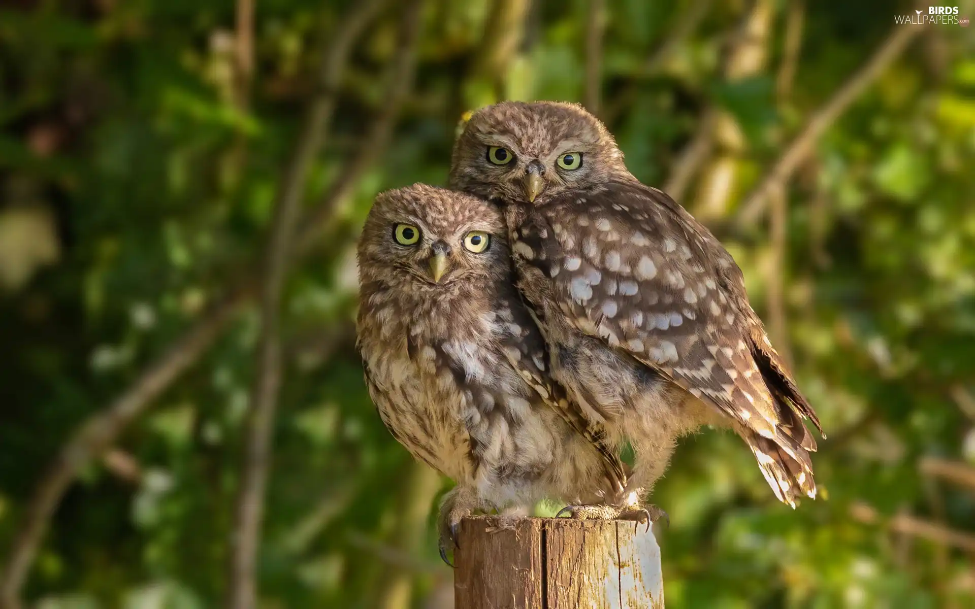 Two, Little Owl, snag, Owls