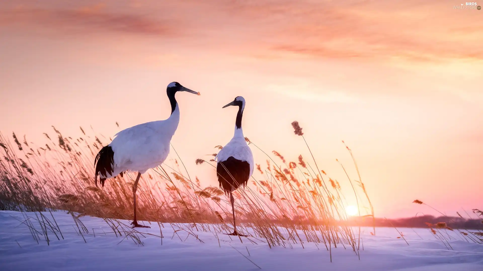 Manchurian Cranes, Two cars, snow, Cane, Great Sunsets, birds