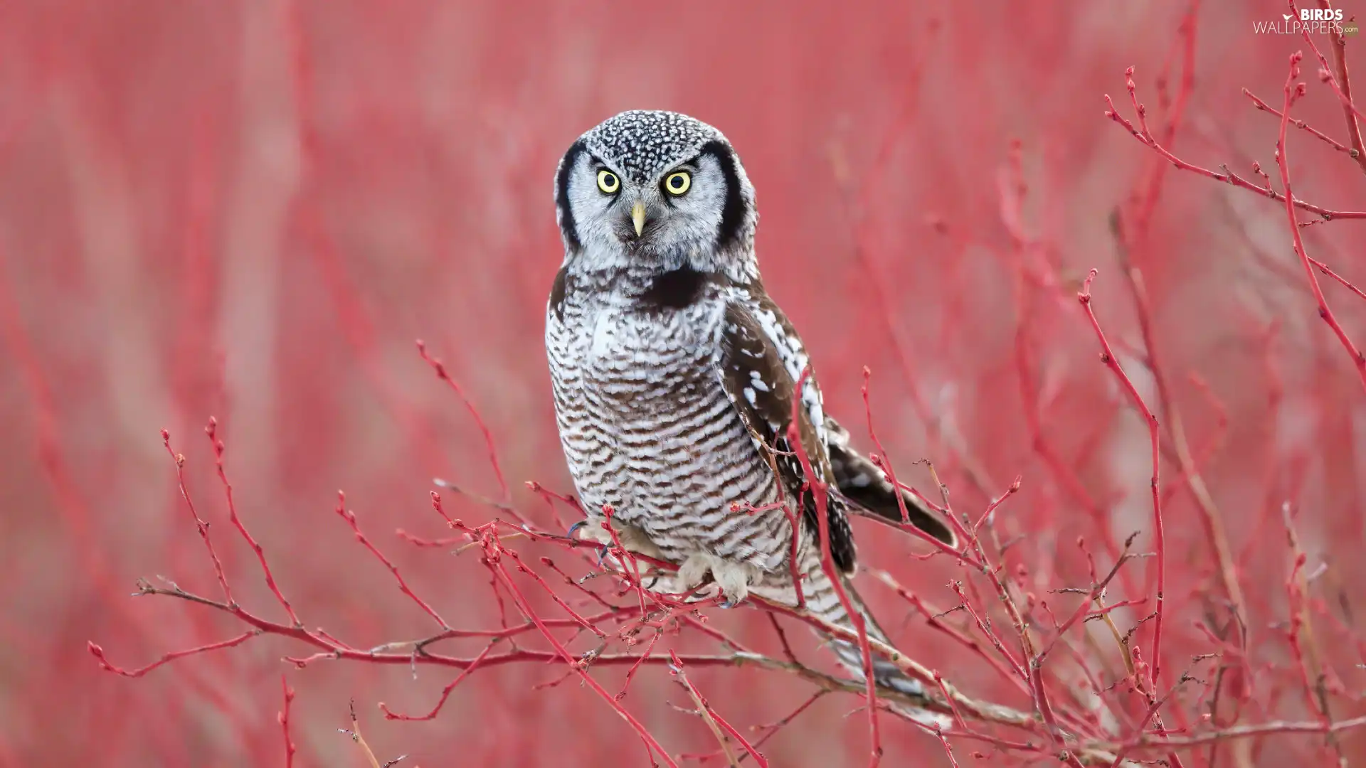Bird, Red, Twigs, Northern hawk-owl