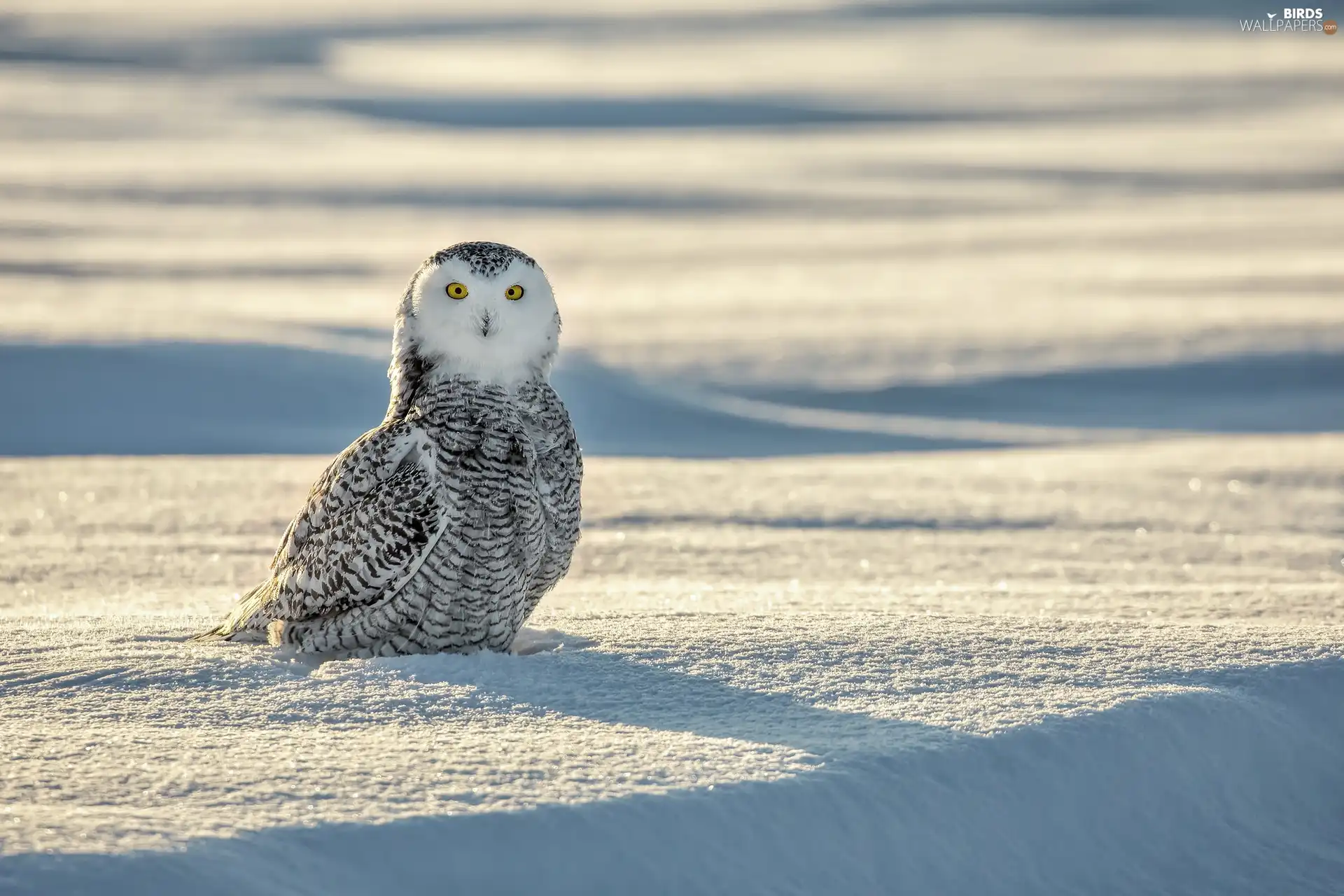 snow, Bird, Snowy Owl