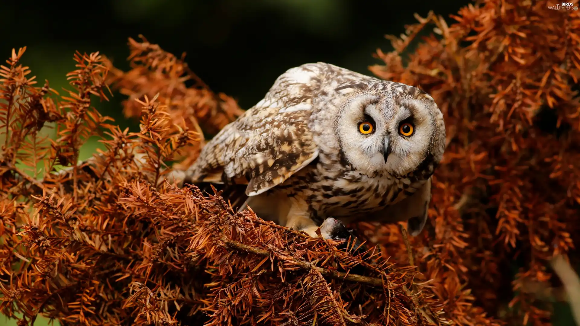 owl, conifer, branch pics, Brown Owl