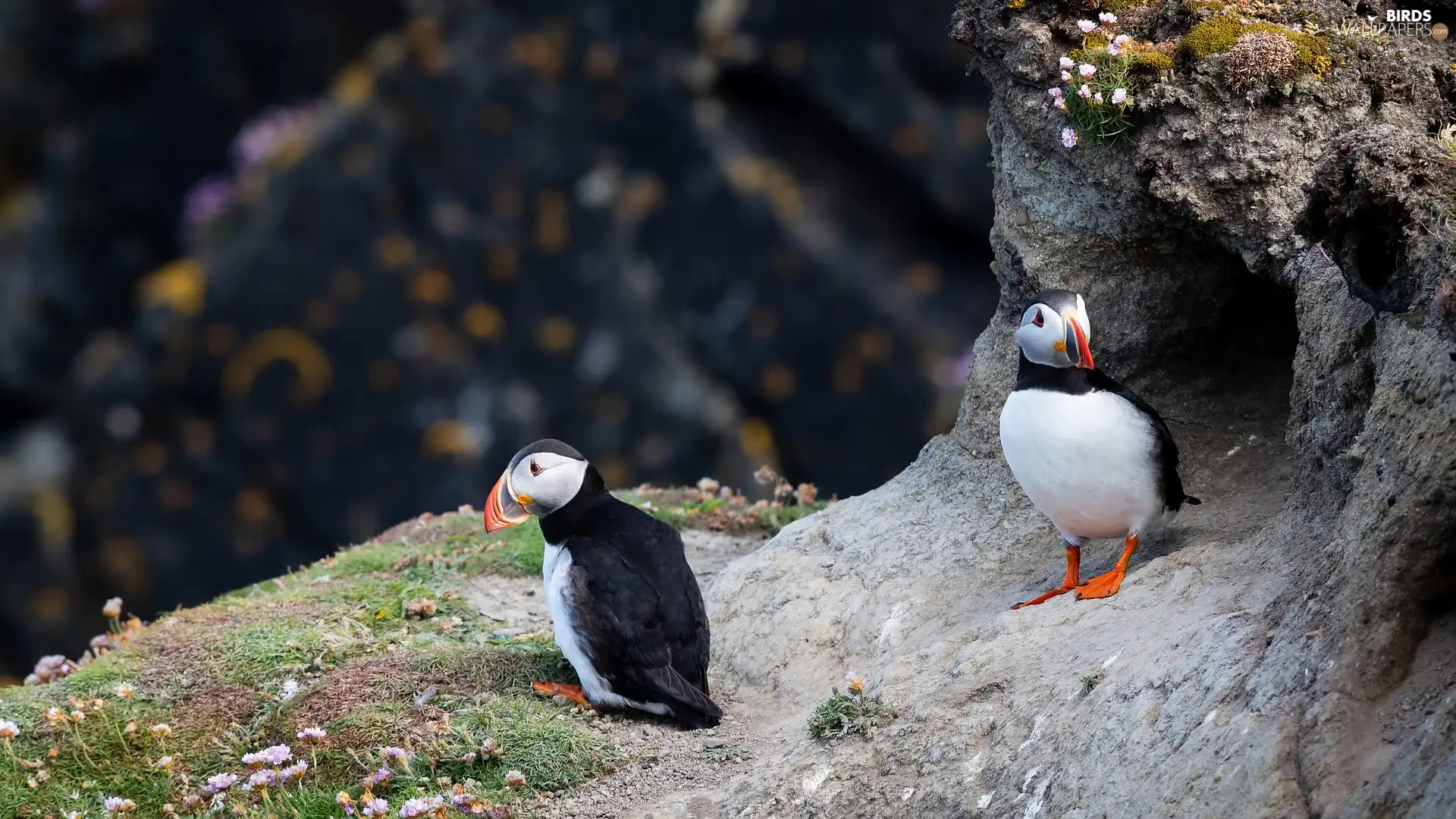 birds, Puffins, Rocks, Two cars