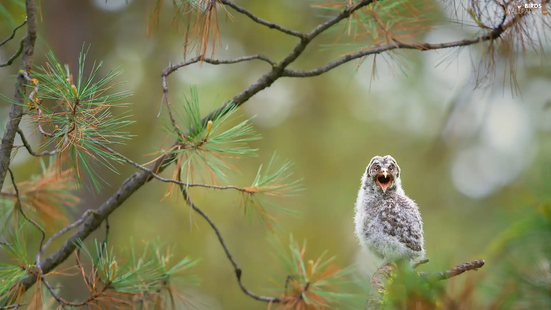 twig, pine, young, Tawny owl great gray owl, owl