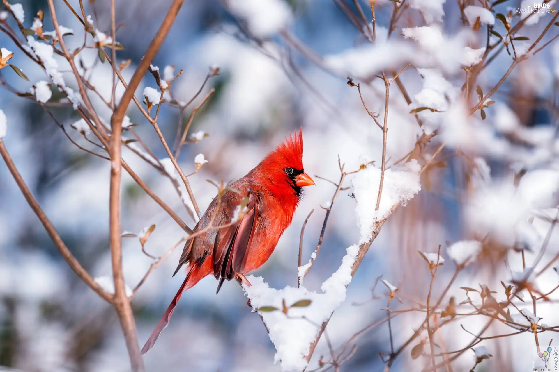 Bird, Twigs, winter, Northern Cardinal