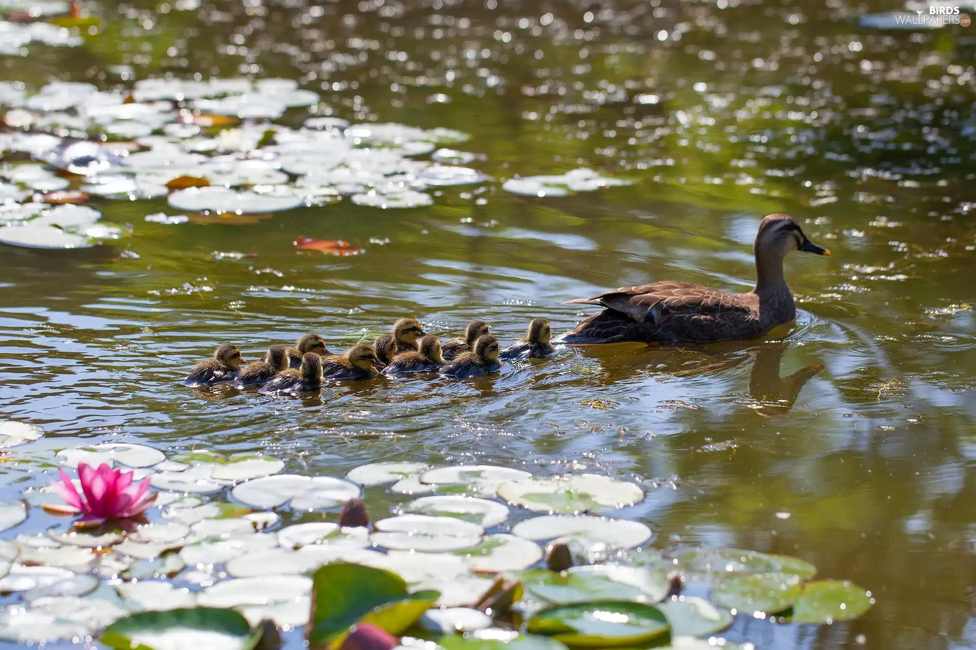 duck, Pond - car, Water lilies, ducks