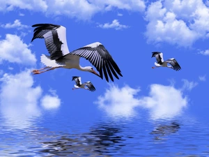 clouds, 2D, water, Sky, Storks