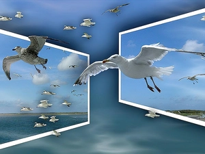 4d, gulls, Windows
