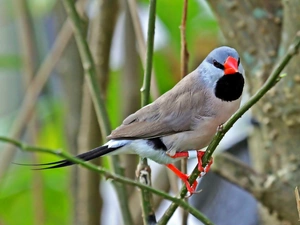 Branches, Finch, Poephila Acuticauda