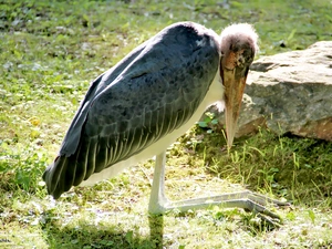 african, stork, marabou