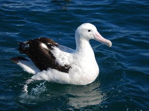 albatross, Ocean