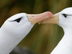 albatrosses