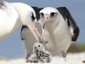 albatrosses, folks