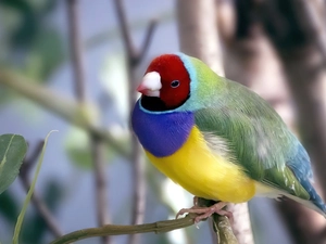 Bird, Poephila, branch, Amadyniec