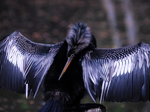 American Anhinga
