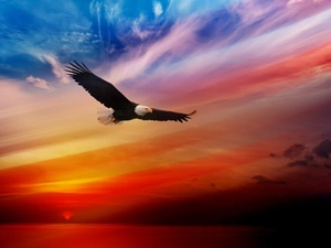 Great Sunsets, eagle, American Bald Eagle