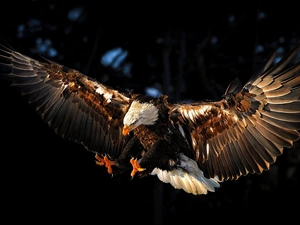 eagle, spread, wings, American Bald Eagle