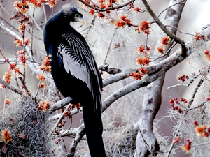 branch pics, Bird, American Anhinga, Flowers